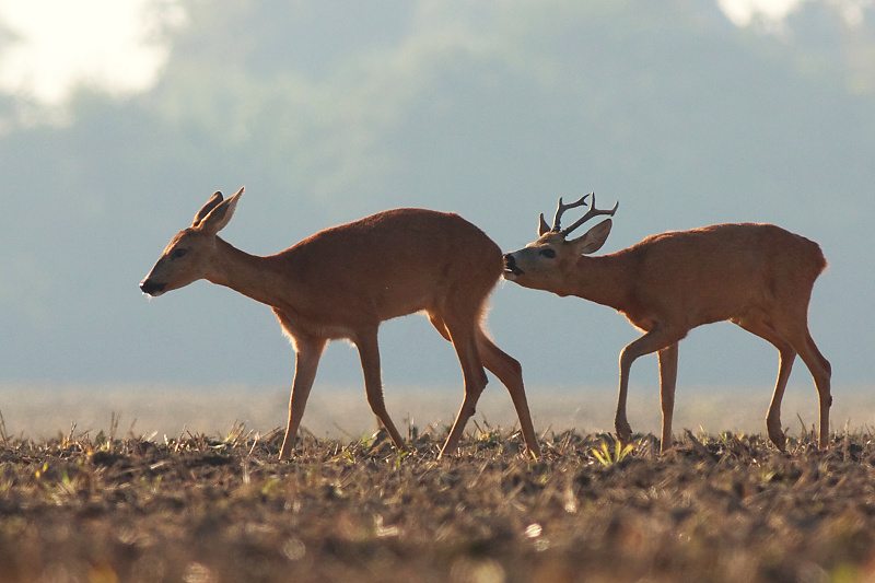 Srnec lesn&yacute; (Capreolus capreolus)