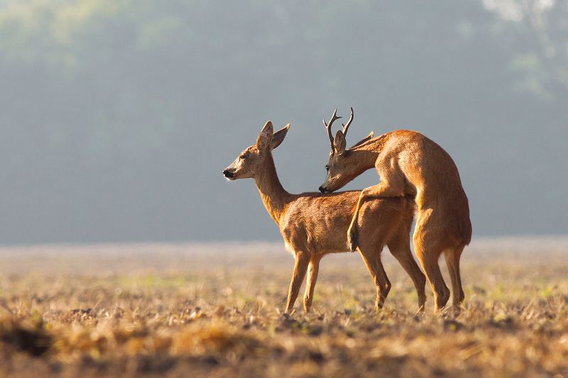 Srnec lesn&yacute; (Capreolus capreolus)