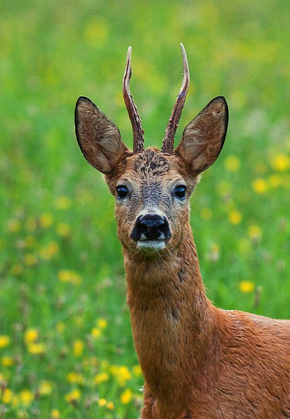 Srnec lesn&yacute; (Capreolus capreolus)
