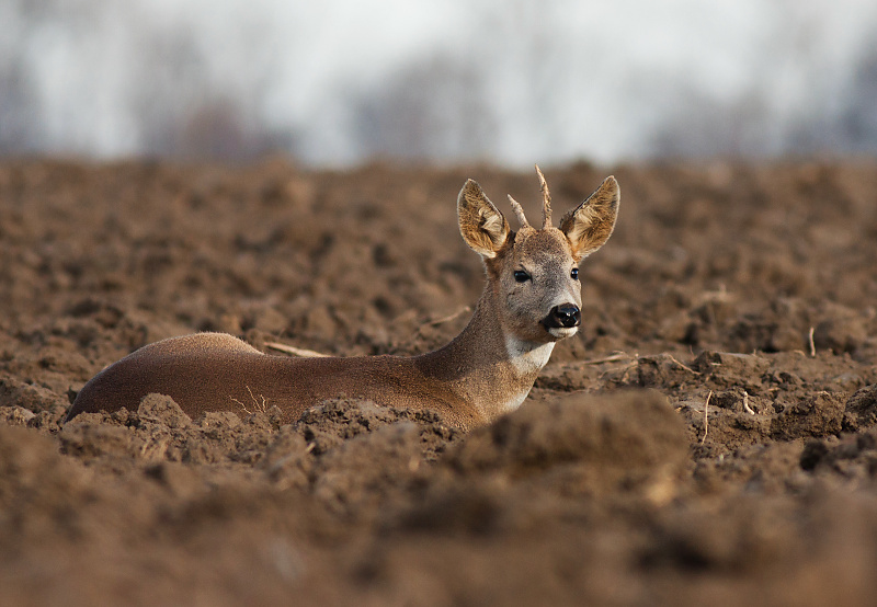Srnec lesn&yacute; (Capreolus capreolus)