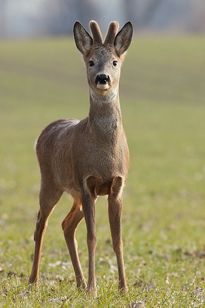 Srnec lesn&yacute; (Capreolus capreolus)