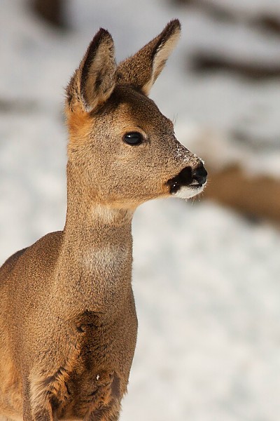 Srnec lesn&yacute; (Capreolus capreolus)