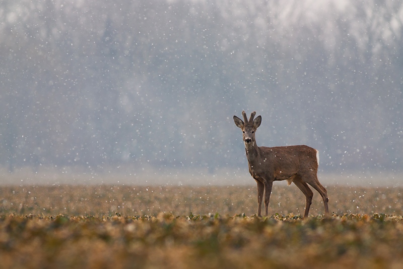 Srnec lesn&yacute; (Capreolus capreolus)