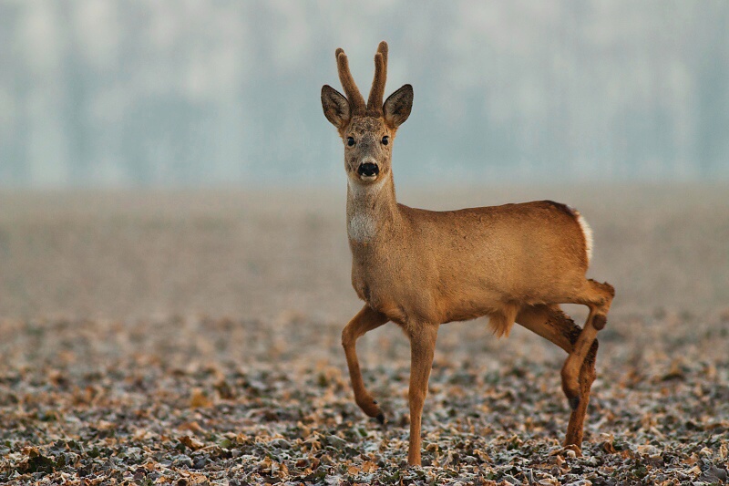 Srnec lesn&yacute; (Capreolus capreolus)