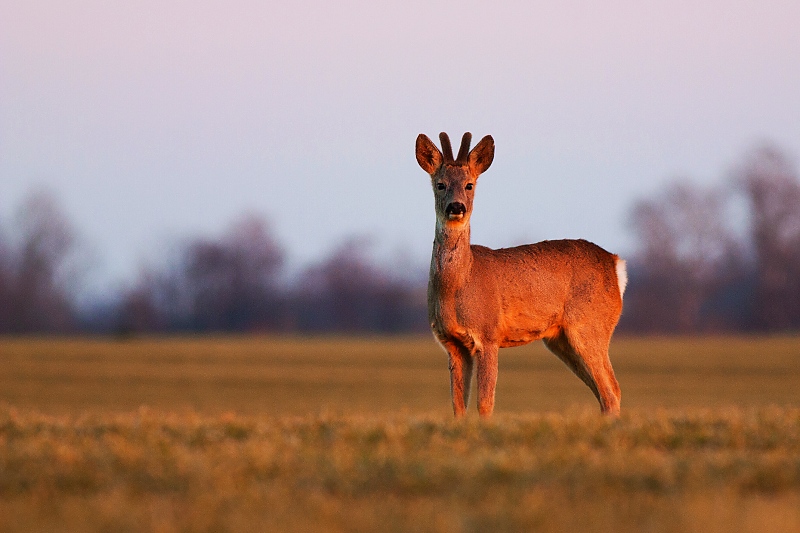 Srnec lesn&yacute; (Capreolus capreolus)