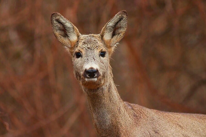 Srnec lesn&yacute; (Capreolus capreolus)