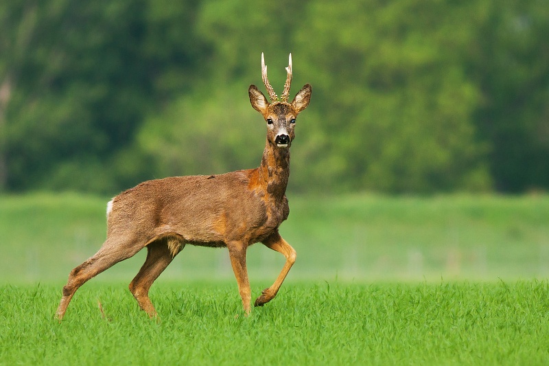 Srnec lesn&yacute; (Capreolus capreolus)