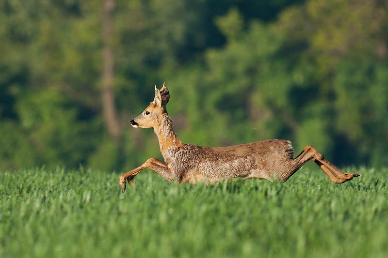 Srnec lesn&yacute; (Capreolus capreolus)