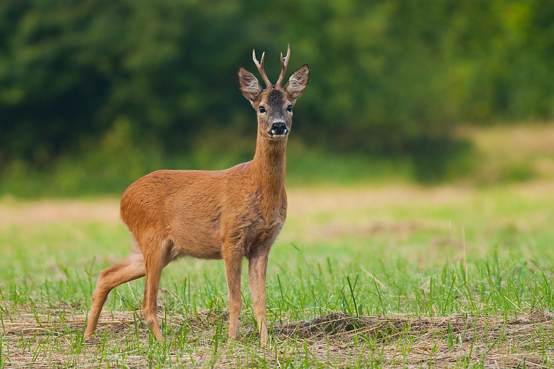 Srnec lesn&yacute; (Capreolus capreolus)