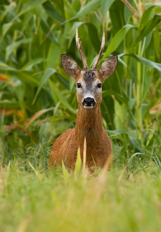 Srnec lesn&yacute; (Capreolus capreolus)