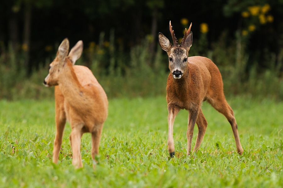 Srnec lesn&yacute; (Capreolus capreolus)