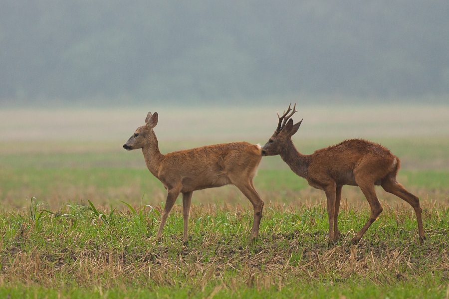 Srnec lesn&yacute; (Capreolus capreolus)