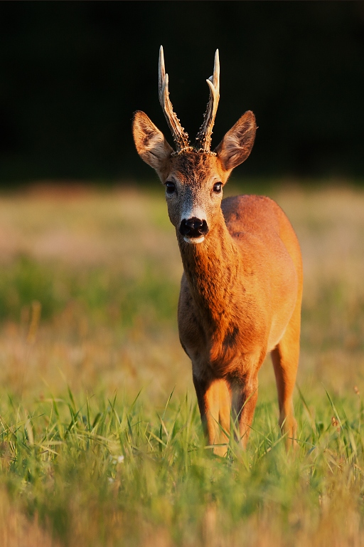 Srnec lesn&yacute; (Capreolus capreolus)