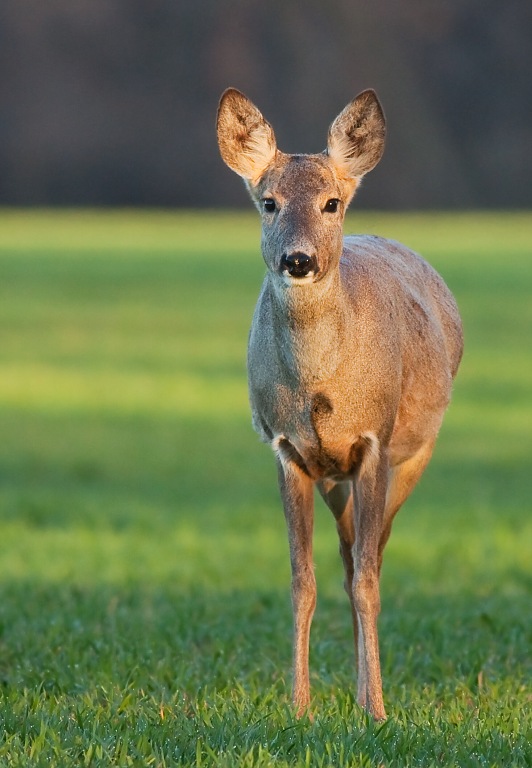 Srnec lesn&yacute; (Capreolus capreolus)