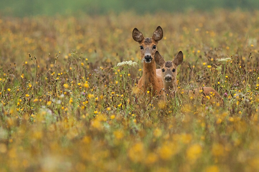 Srnec lesn&yacute; (Capreolus capreolus)
