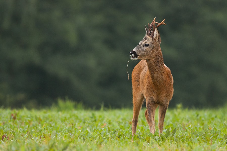 Srnec lesn&yacute; (Capreolus capreolus)