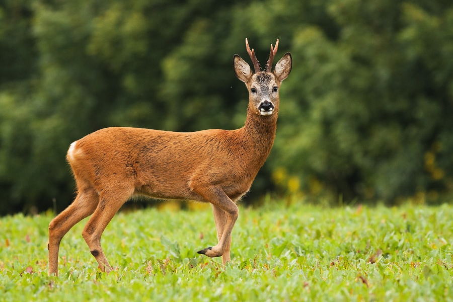 Srnec lesn&yacute; (Capreolus capreolus)