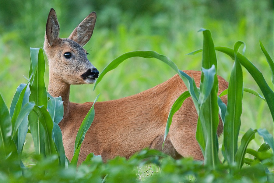 Srnec lesn&yacute; (Capreolus capreolus)
