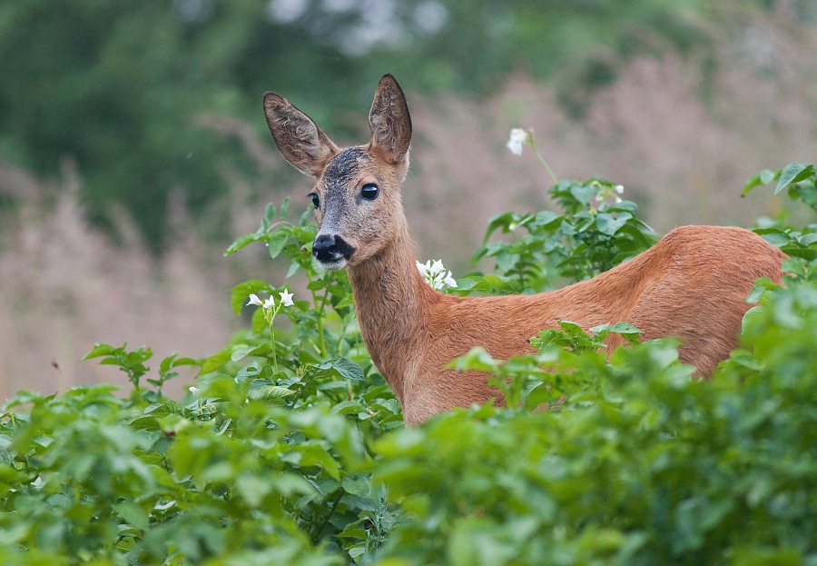 Srnec lesn&yacute; (Capreolus capreolus)