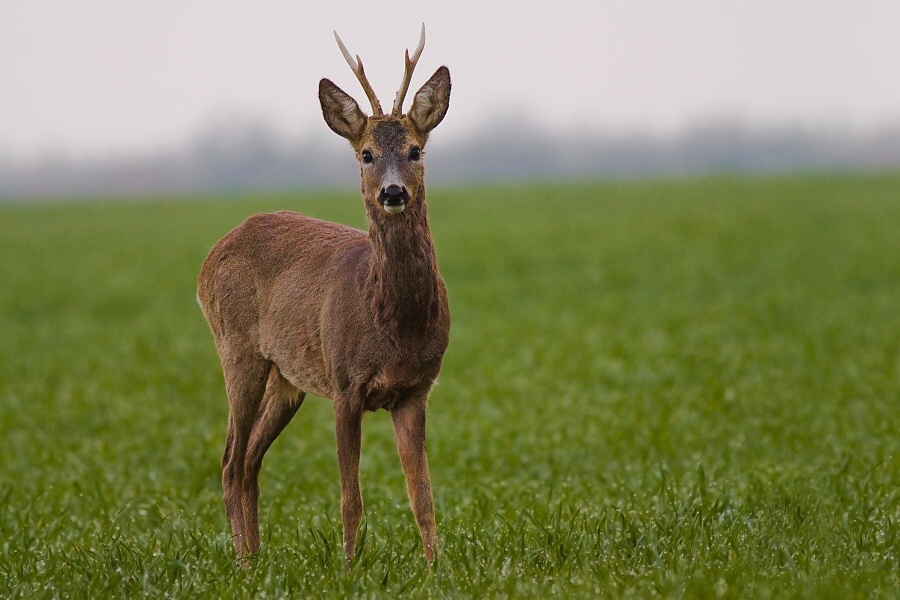 Srnec lesn&yacute; (Capreolus capreolus)