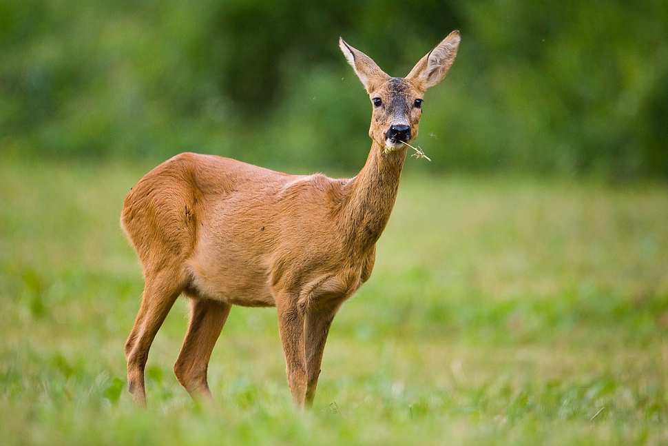 Srnec lesn&yacute; (Capreolus capreolus)