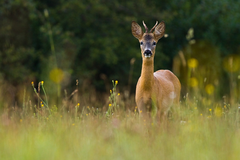 Srnec lesn&yacute; (Capreolus capreolus)