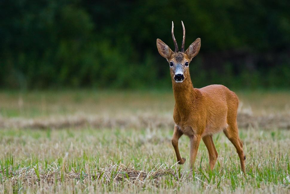 Srnec lesn&yacute; (Capreolus capreolus)
