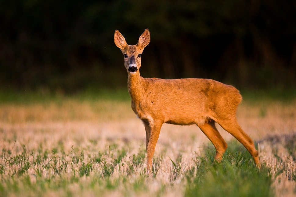 Srnec lesn&yacute; (Capreolus capreolus)