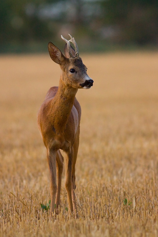 Srnec lesn&yacute; (Capreolus capreolus)