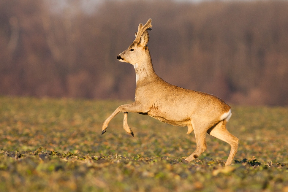 Srnec lesn&yacute; (Capreolus capreolus)