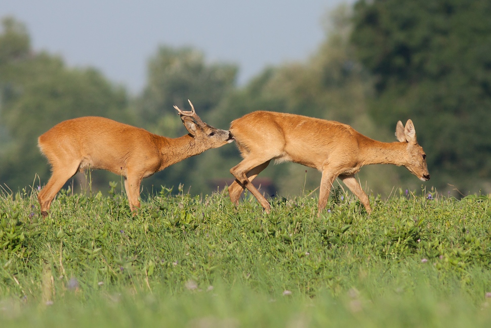 Srnec lesn&yacute; (Capreolus capreolus)