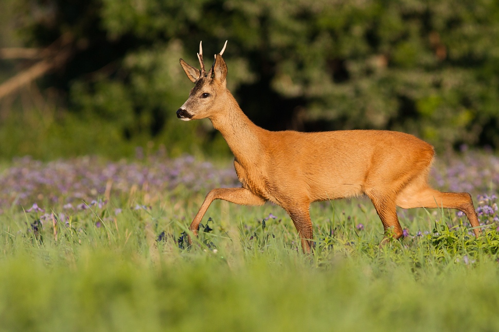 Srnec lesn&yacute; (Capreolus capreolus)