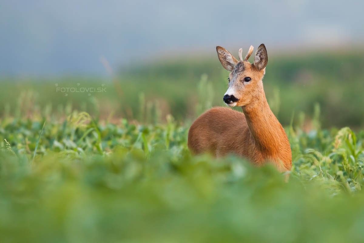 Srnec lesn&yacute; (Capreolus capreolus)