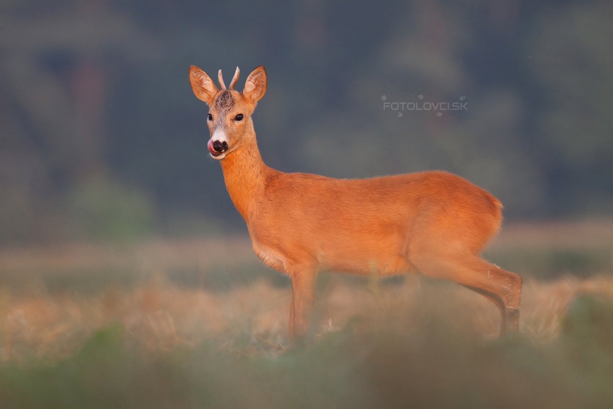 Srnec lesn&yacute; (Capreolus capreolus)