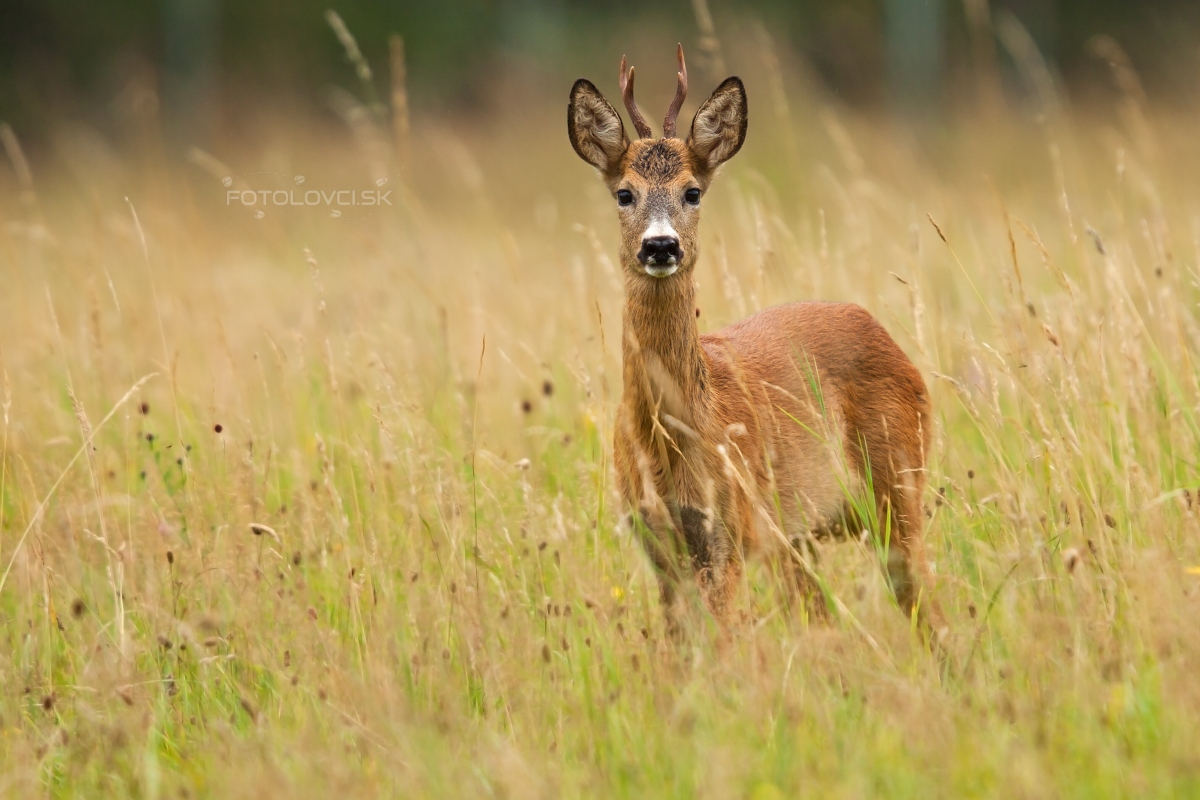 Srnec lesn&yacute; (Capreolus capreolus)