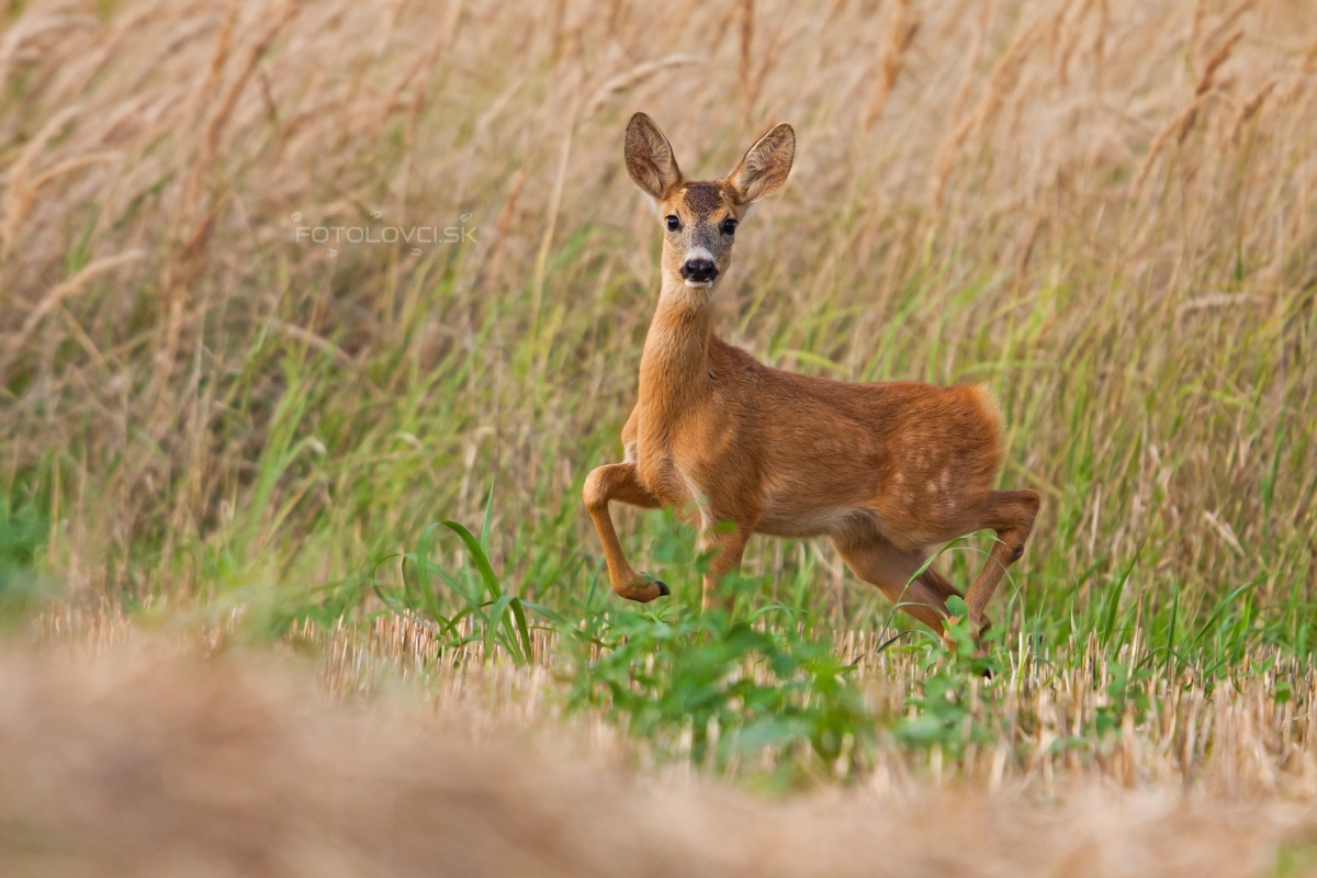 Srnec lesn&yacute; (Capreolus capreolus)