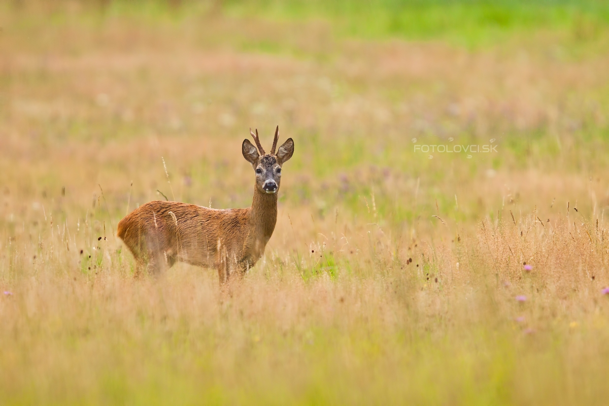 Srnec lesn&yacute; (Capreolus capreolus)