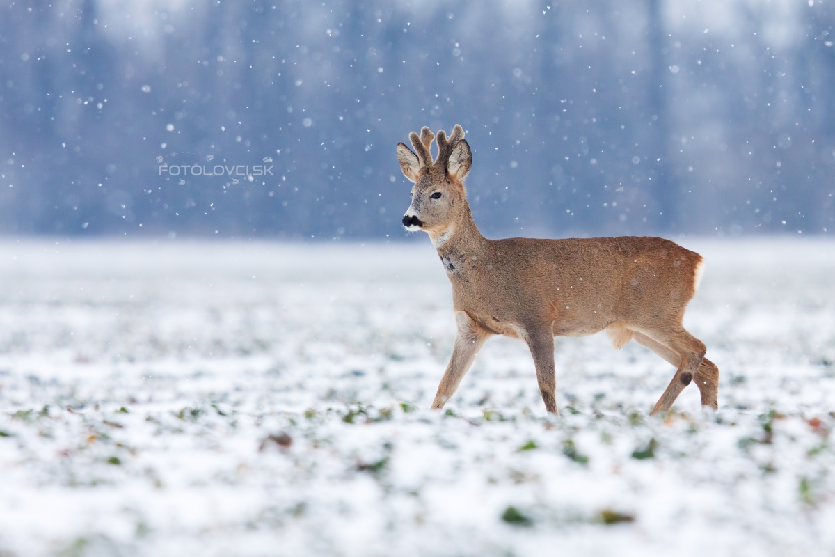 Srnec lesn&yacute; (Capreolus capreolus)