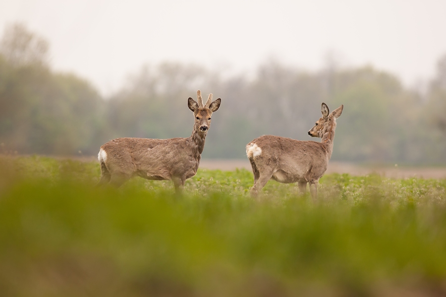 Srnec lesn&yacute; (Capreolus capreolus)