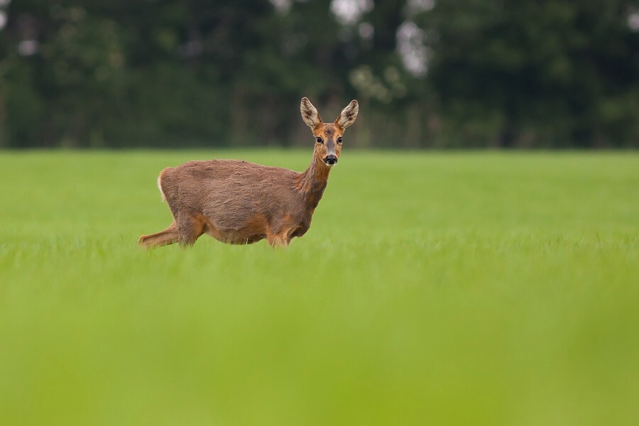 Srnec lesn&yacute; (Capreolus capreolus)