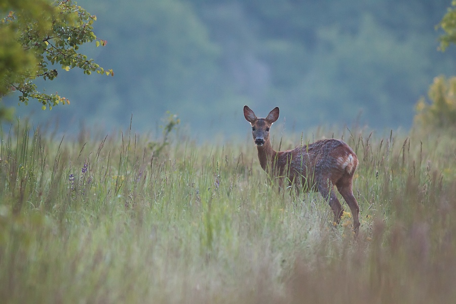 Srnec lesn&yacute; (Capreolus capreolus)