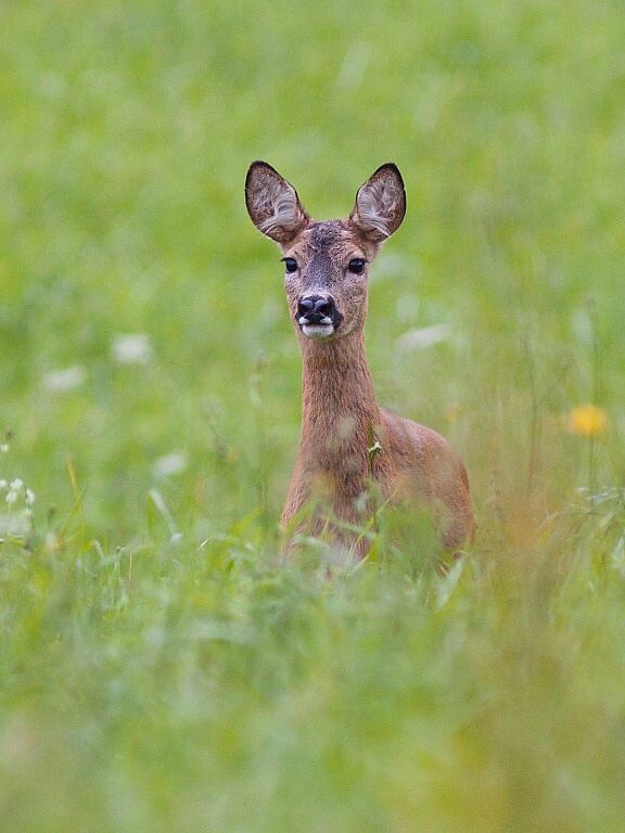 Srnec lesn&yacute; (Capreolus capreolus)