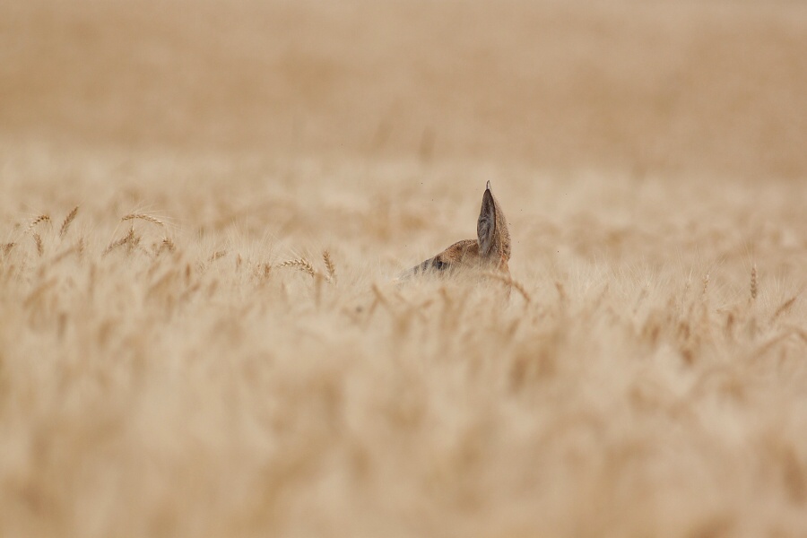 Srnec lesn&yacute; (Capreolus capreolus)