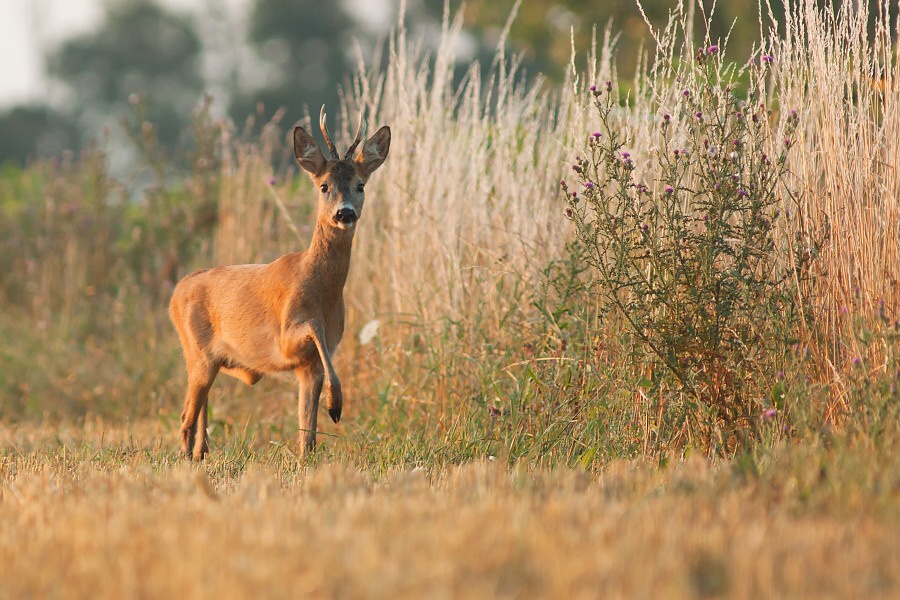 Srnec lesn&yacute; (Capreolus capreolus)