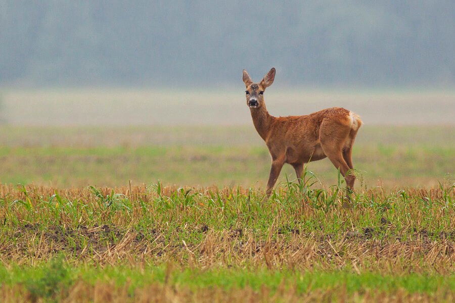 Srnec lesn&yacute; (Capreolus capreolus)