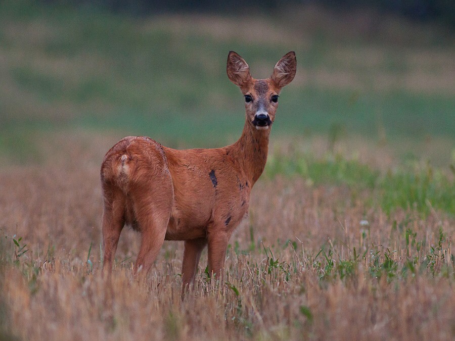 Srnec lesn&yacute; (Capreolus capreolus)
