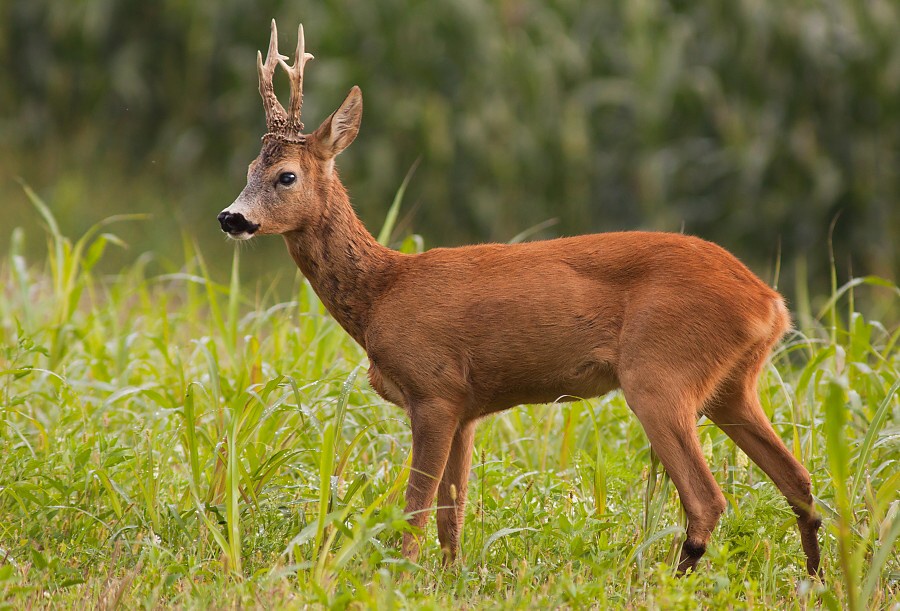 Srnec lesn&yacute; (Capreolus capreolus)