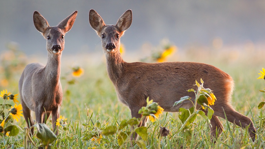 Srnec lesn&yacute; (Capreolus capreolus)