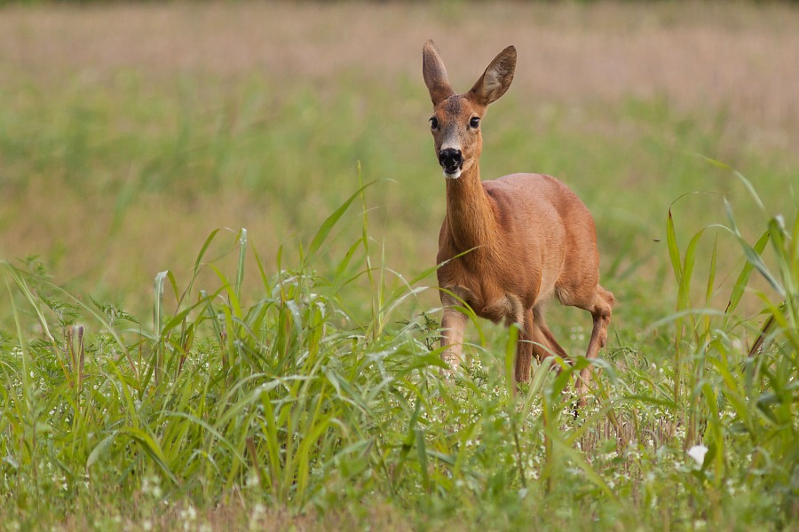 Srnec lesn&yacute; (Capreolus capreolus)