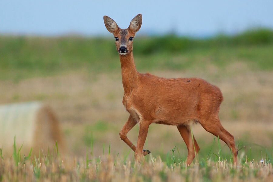 Srnec lesn&yacute; (Capreolus capreolus)